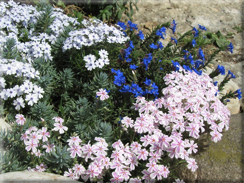 foto Paesaggi Collinari in Primavera